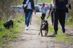 Konflikt pod słupskim schroniskiem dla zwierząt. "Boimy się o swoich wolontariuszy i psy"
