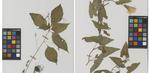 Byliśmy w herbarium Uniwersytetu Pomorskiego. Unikalny zielnik słupskiej uczelni