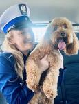 Psi uciekinier złapany przez policjantów. Pudel Bafi cały i zdrowy wrócił do swojego opiekuna