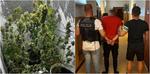 Kolejny plantator marihuany w rękach policji. 28-latkowi grozi do 10 lat więzienia